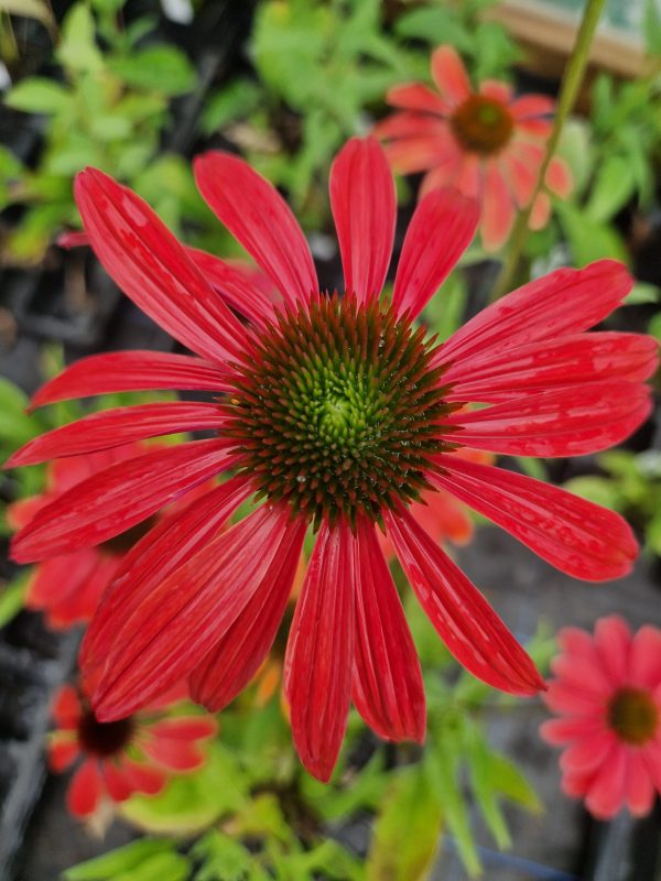 Echinacea purpurea 'Red Rocket' Echinacea purpurea 'Red Rocket'