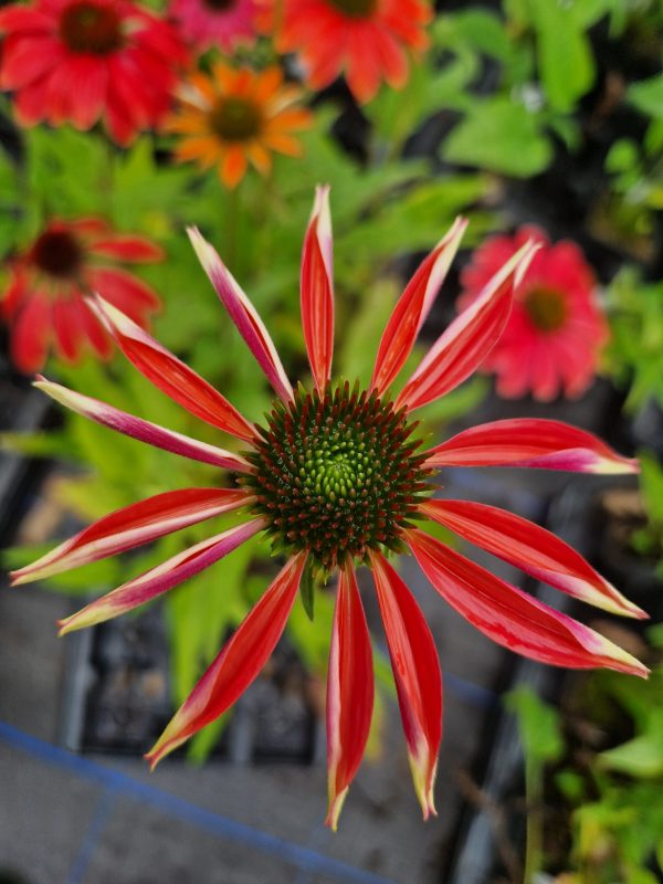 Echinacea purpurea 'Red Rocket'2 Echinacea purpurea 'Red Rocket'