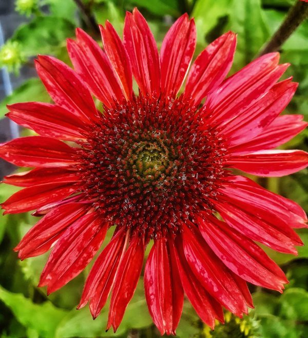 Echinacea purpurea 'Red Rocket'4 Echinacea purpurea 'Red Rocket'