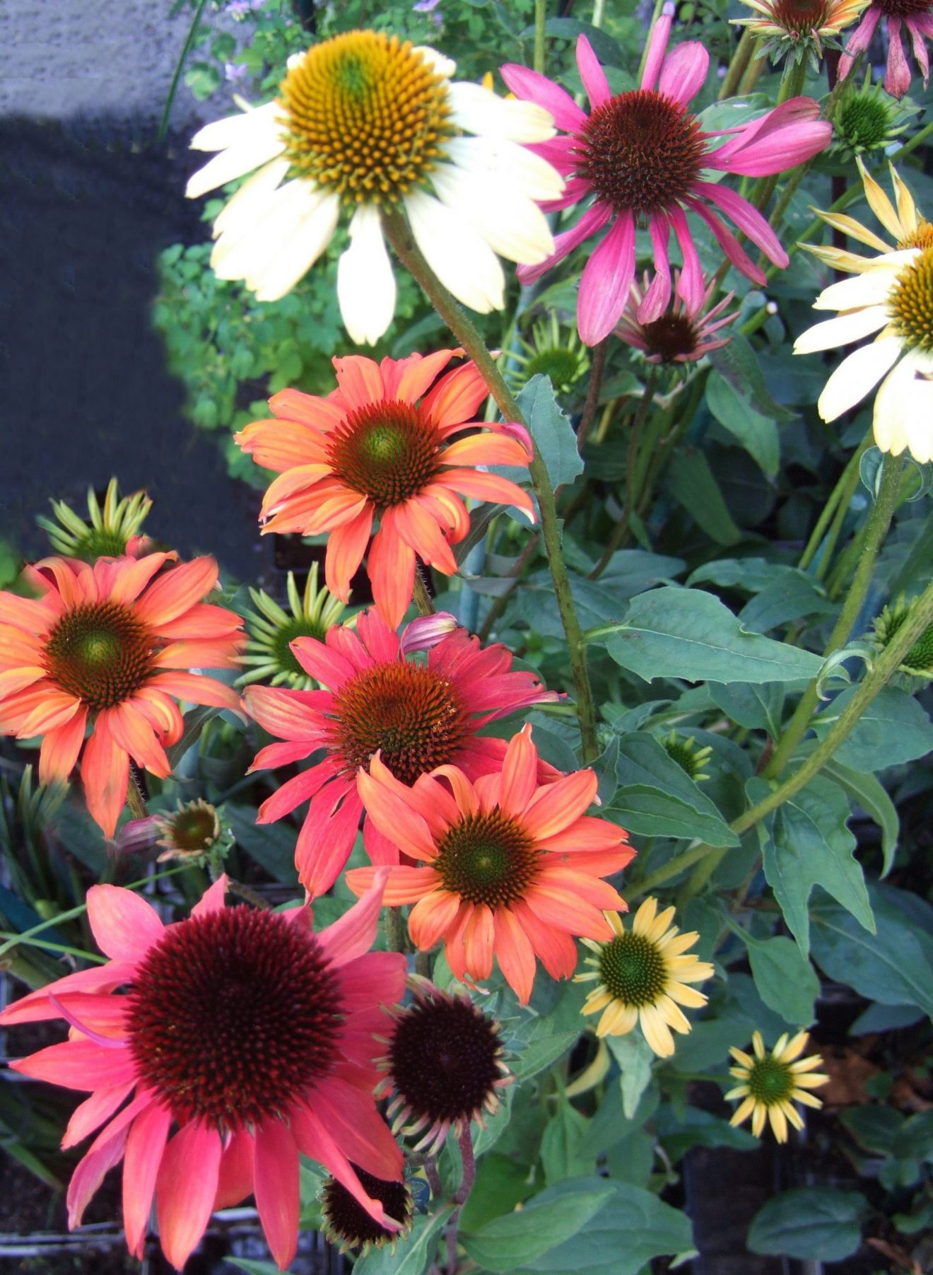 Echinacea x hybrida 'Cheyenne Spirit' Proctors Nursery
