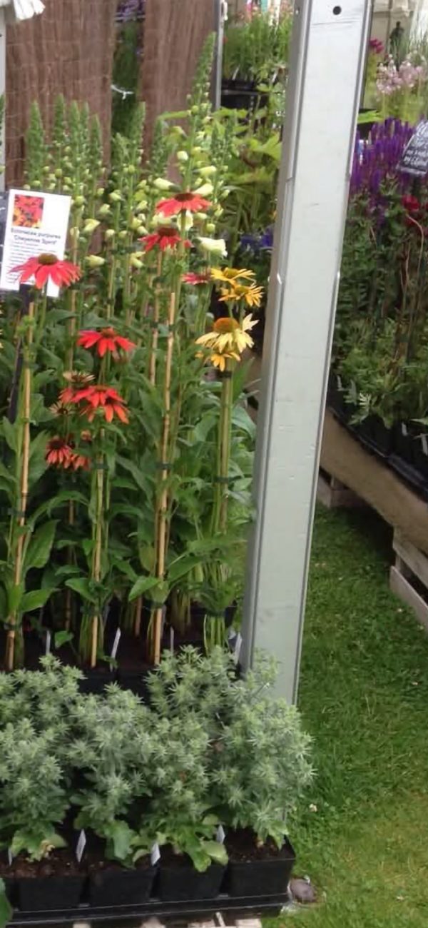 Echinacea x hybrida 'Cheyenne Spirit'2 Echinacea x hybrida 'Cheyenne Spirit'
