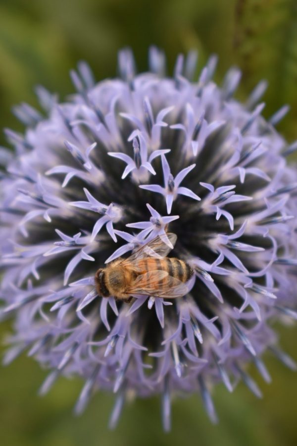 Echinops ritro Echinops ritro
