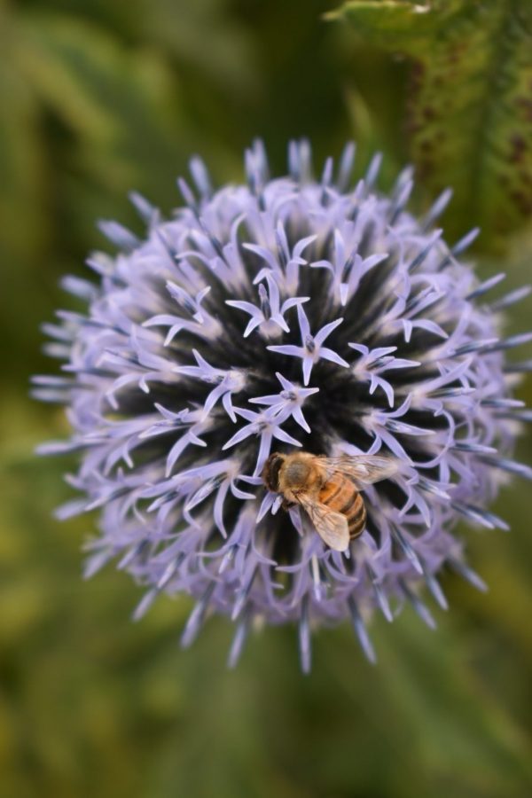 Echinops ritro3 Echinops ritro
