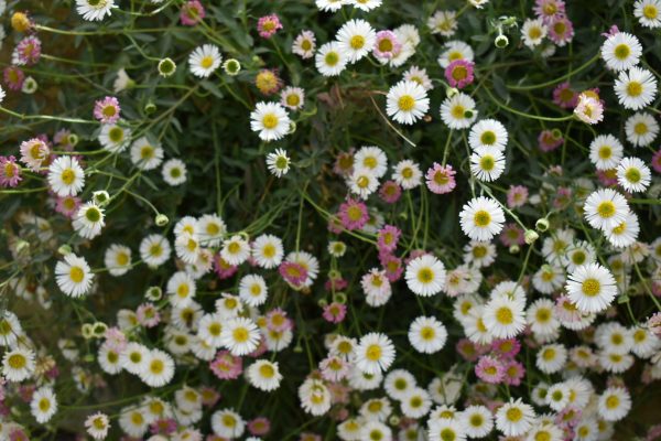 Erigeron karvinskianus2 Erigeron karvinskianus
