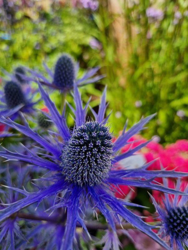 Eryngium x zabelii 'Big Blue' Eryngium x zabelii 'Big Blue'