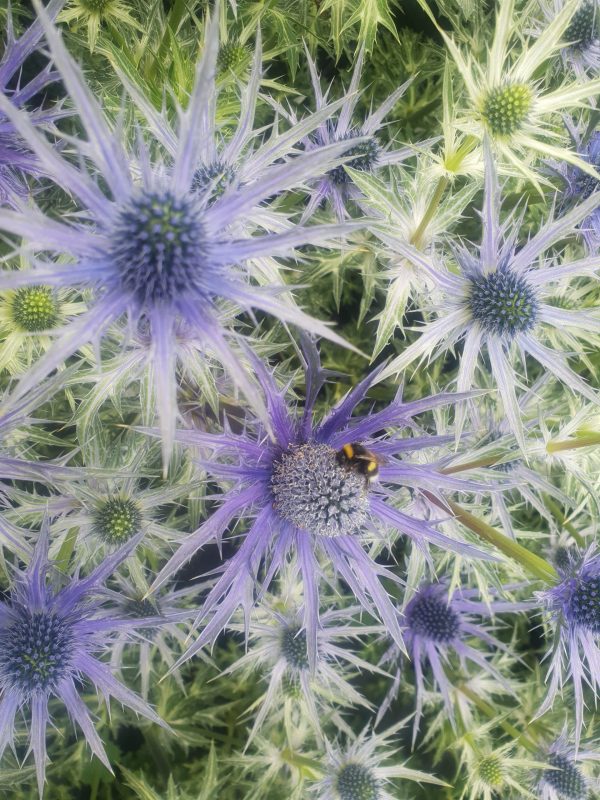 Eryngium x zabelii 'Big Blue'2 Eryngium x zabelii 'Big Blue'