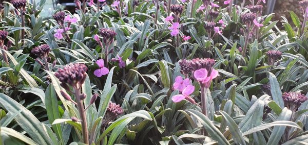 Erysimum 'Bowles Mauve' Erysimum 'Bowles Mauve'