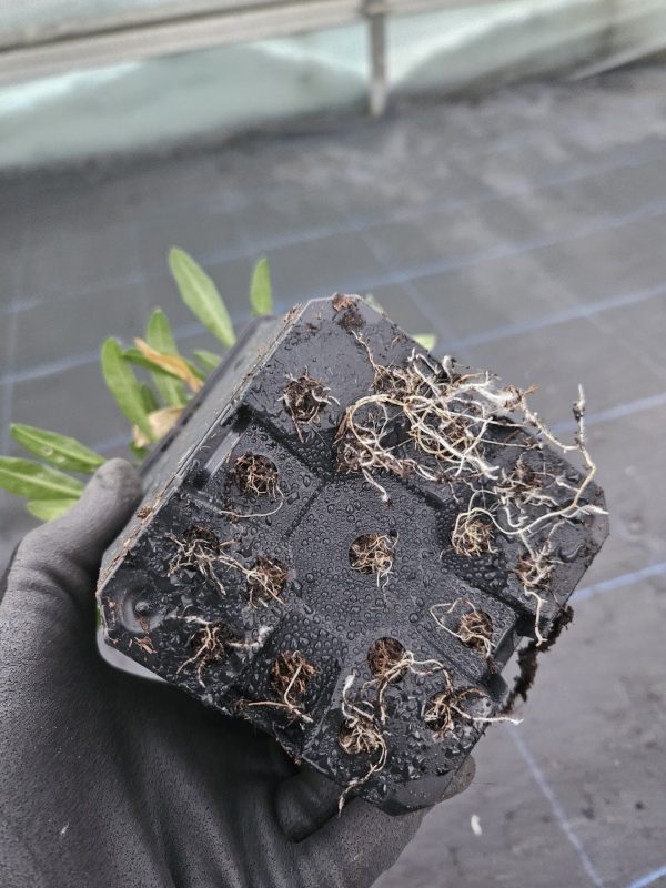 Erysimum 'Early Sunrise'