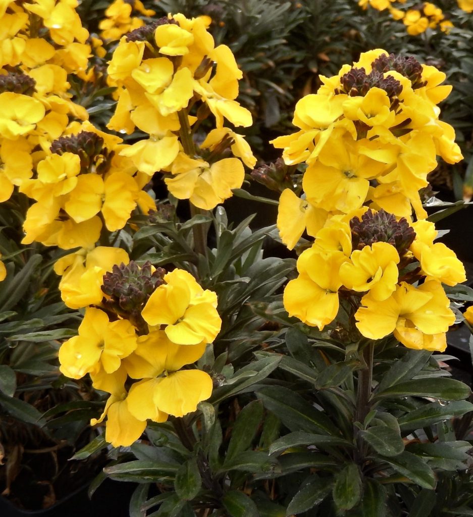 Erysimum 'Fragrant Sunshine' Established Erysimum Proctors Nursery