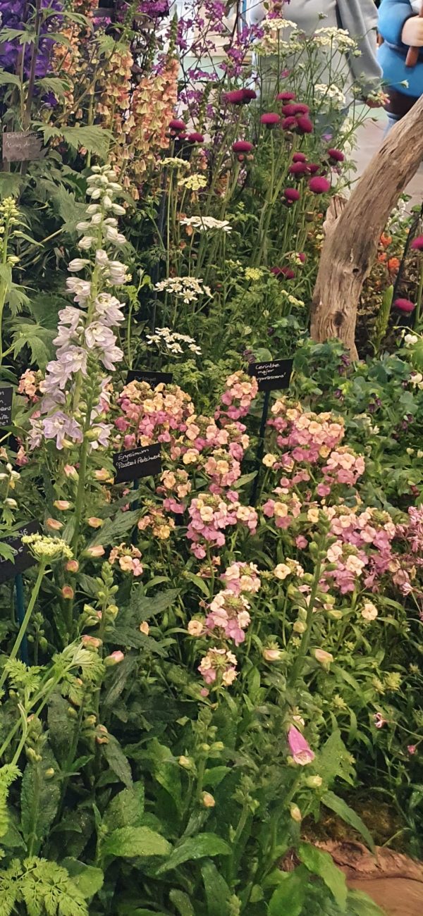 Erysimum 'Pastel Patchwork'