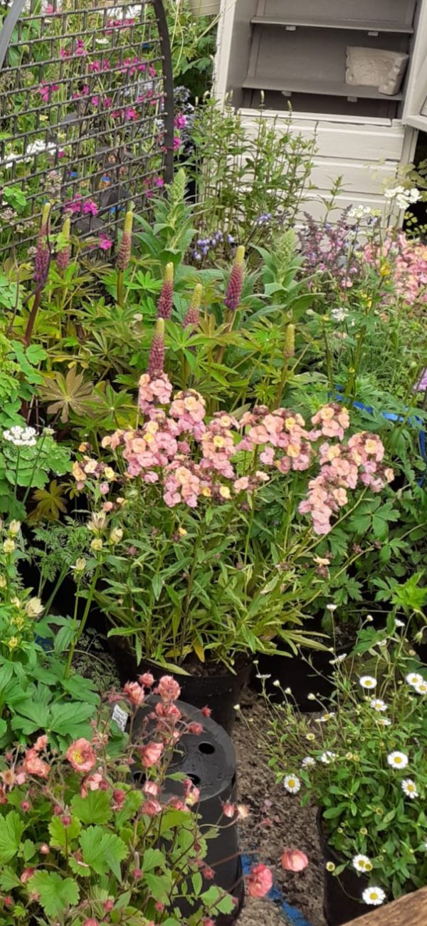 Erysimum 'Pastel Patchwork'