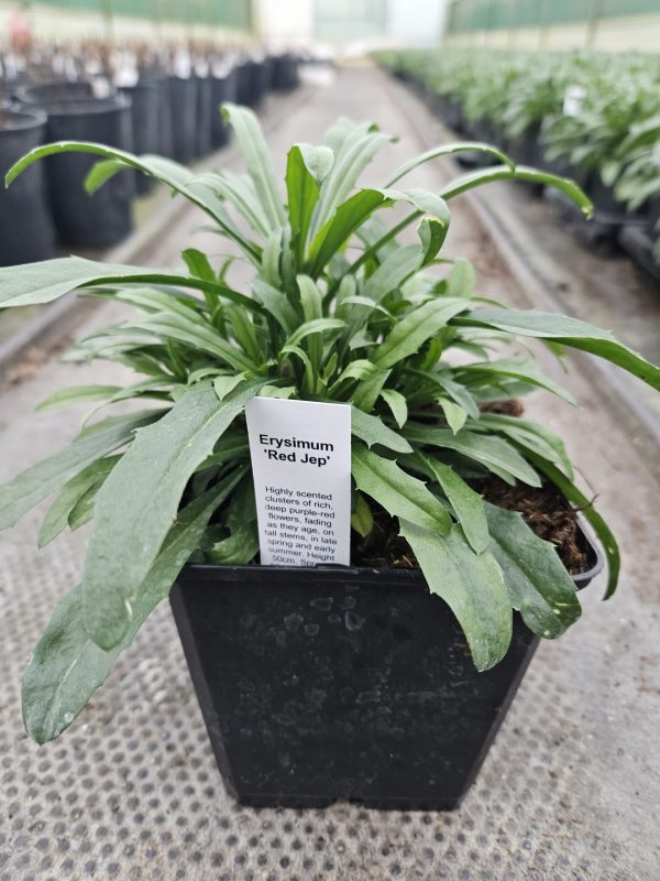 Erysimum 'Red Jep'2 Erysimum 'Red Jep'