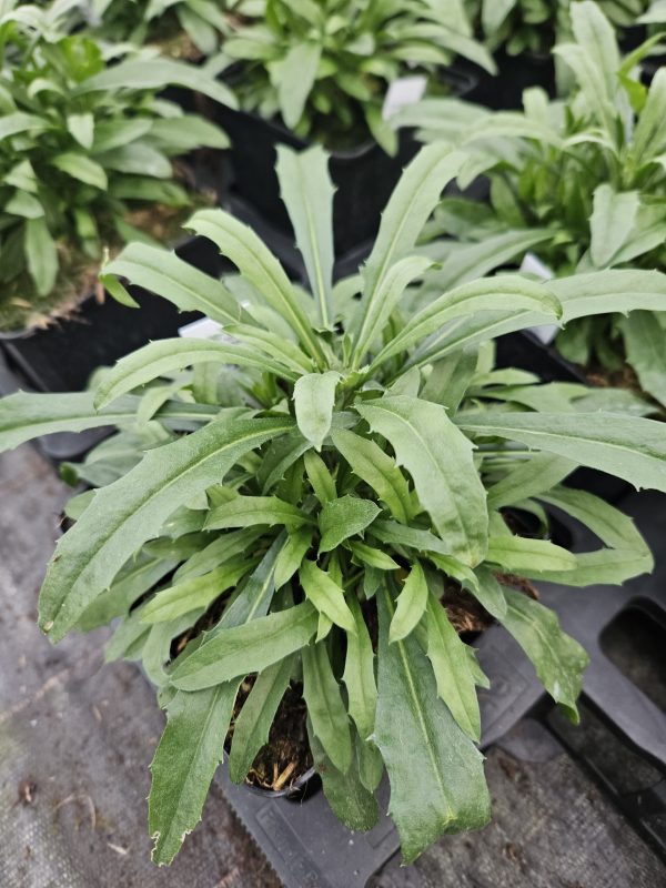 Erysimum 'Red Jep'3 Erysimum 'Red Jep'