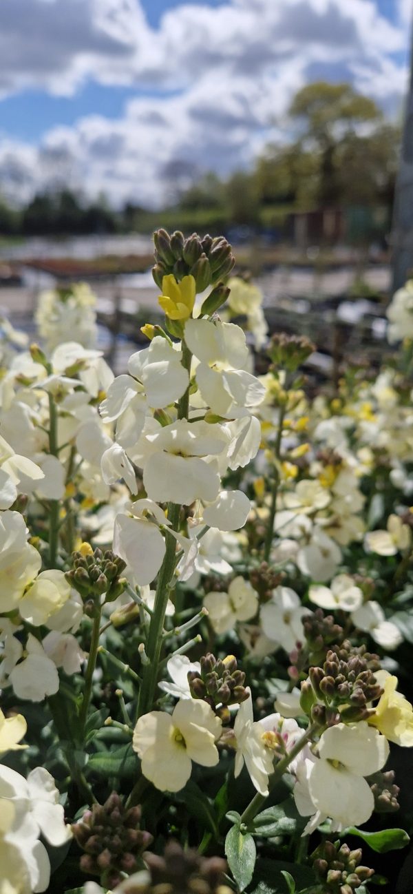 Erysimum 'Rysi Moon'