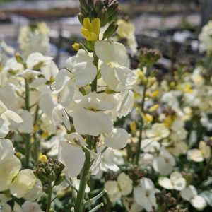 Erysimum 'Rysi Moon'