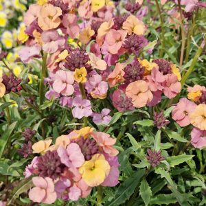 Erysimum 'Pastel Patchwork'