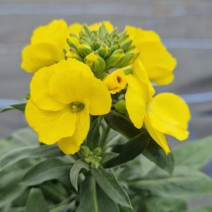 Erysimum 'Winter Light'