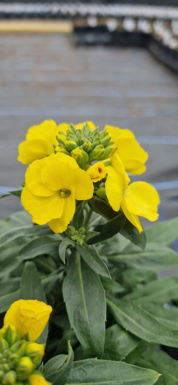 Erysimum 'Winter Light'