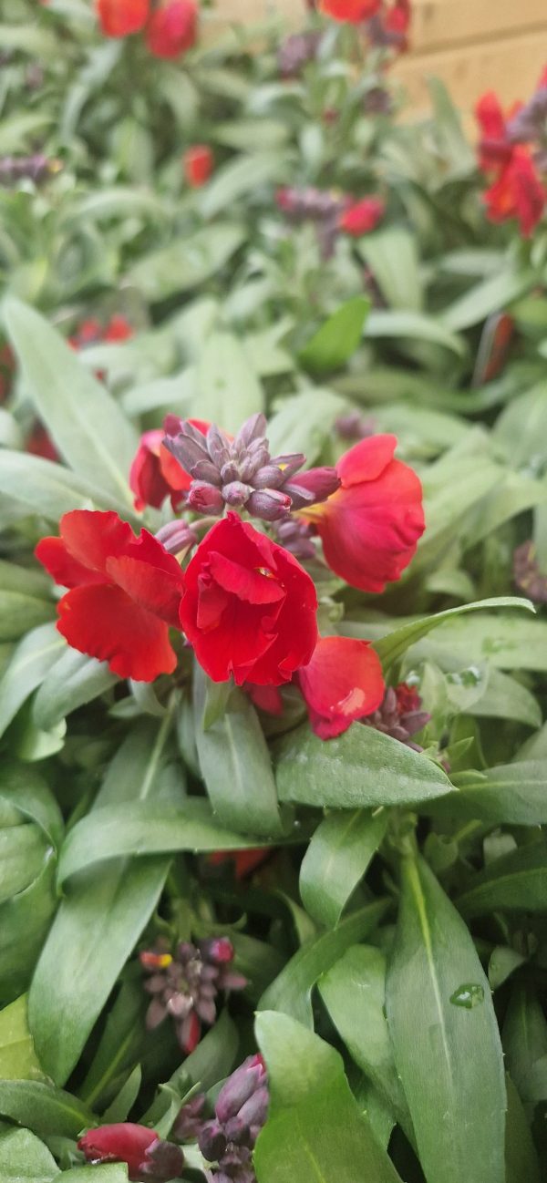 Erysimum winter passion2