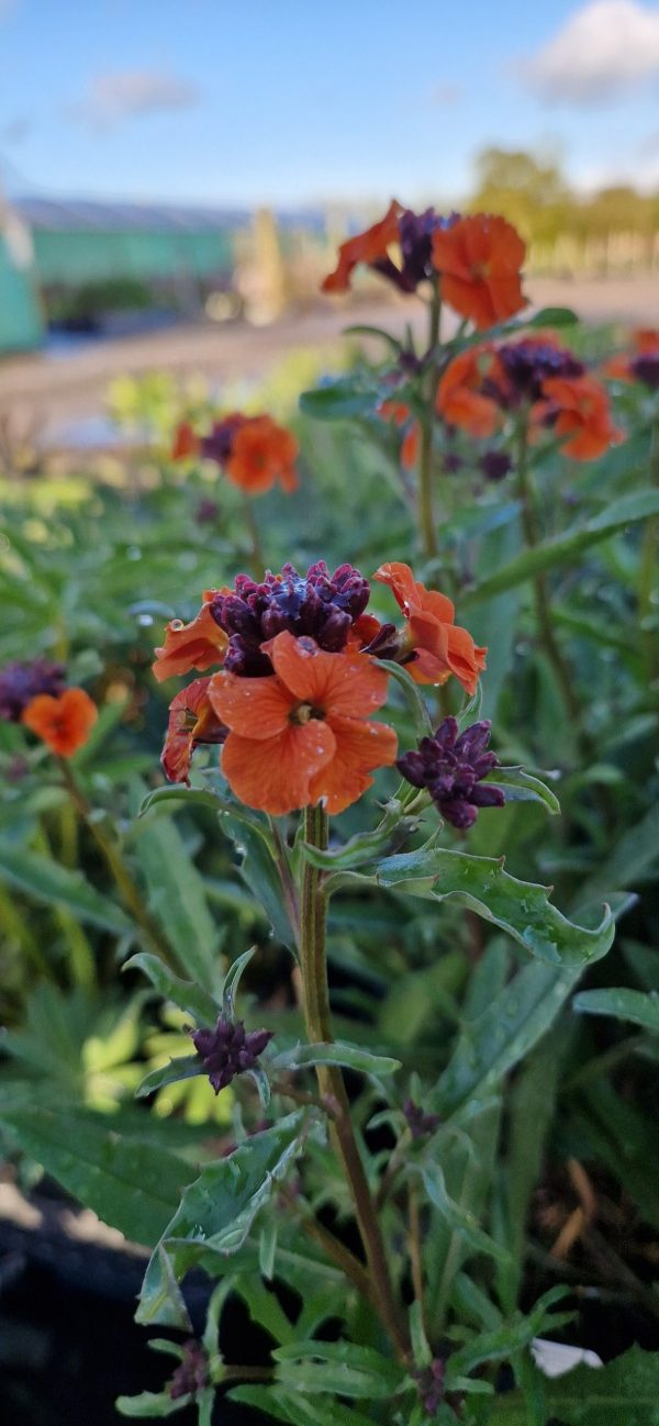 Erysimum ‘Apricot Twist’ Erysimum ‘Apricot Twist’