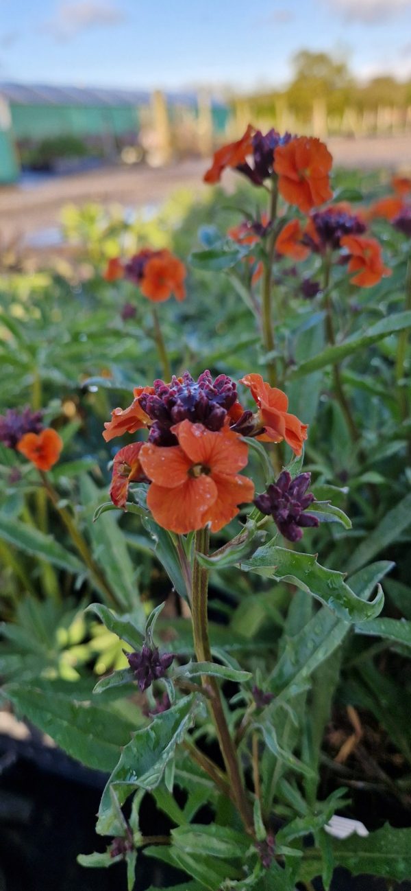 Erysimum ‘Apricot Twist’2 Erysimum ‘Apricot Twist’