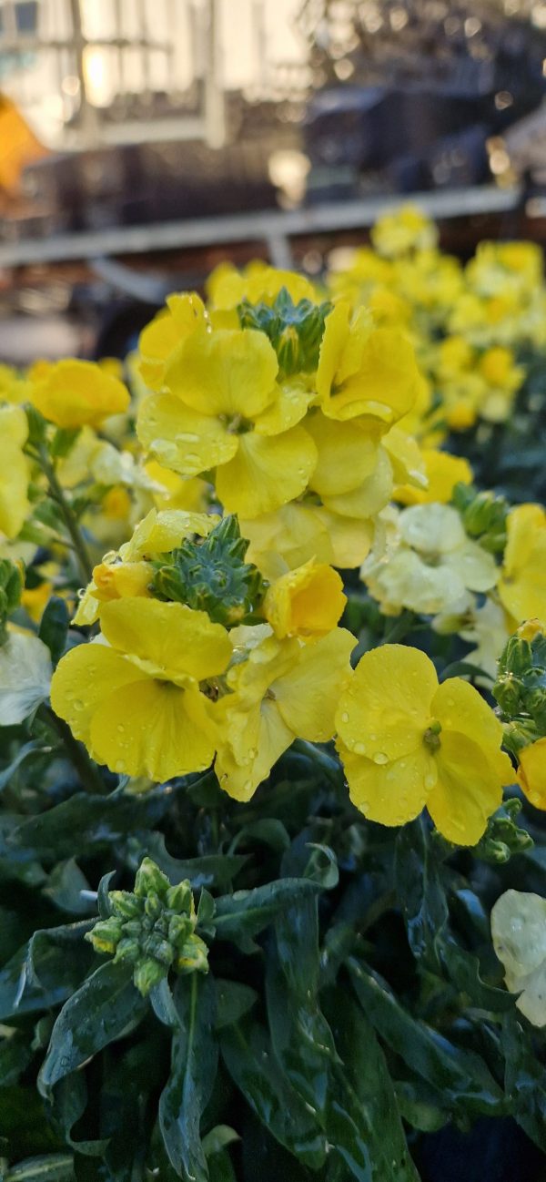 Erysimum ‘Winter Light’