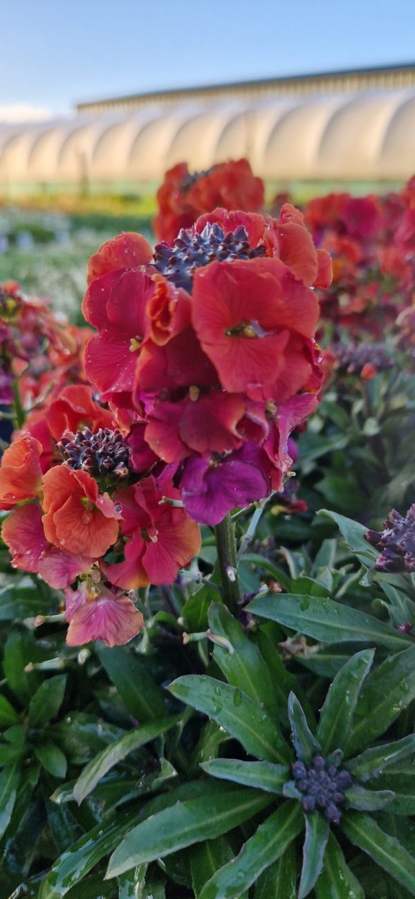 Erysimum ‘Winter Orchid’ Erysimum ‘Winter Orchid’