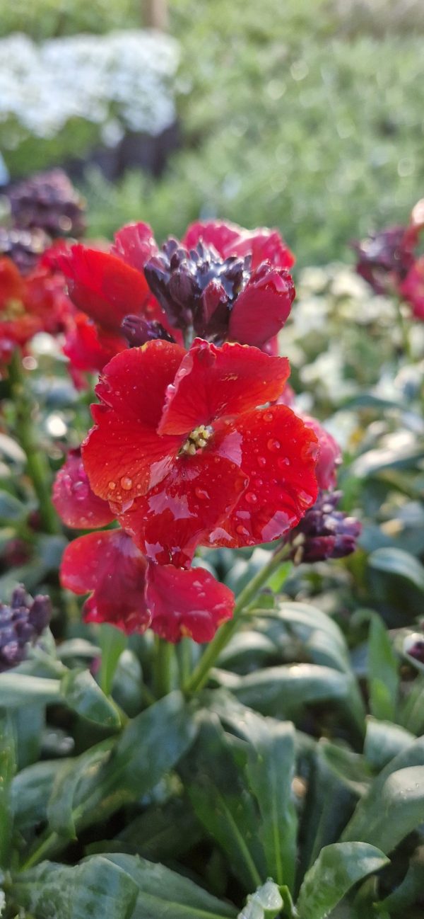 Erysimum ‘Winter Passion’ Erysimum ‘Winter Passion’