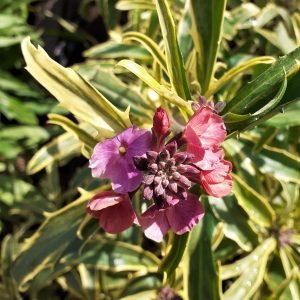 Erysimum linifolium 'Stars and Stripes'