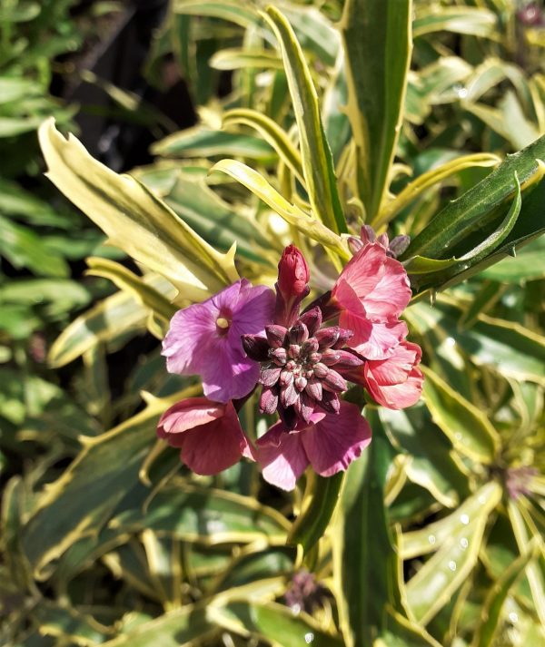 Erysimum_linifolium_Stars_and_Stripes_WEB Erysimum linifolium 'Stars and Stripes'