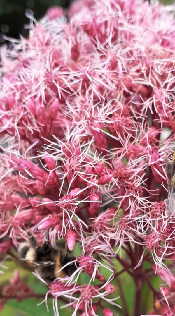 Eupatorium dubium 'Baby Joe'