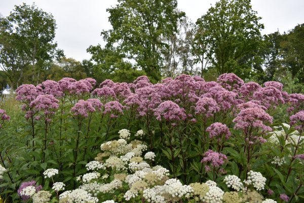 Eupatorium dubium 'Baby Joe' Eupatorium dubium 'Baby Joe'