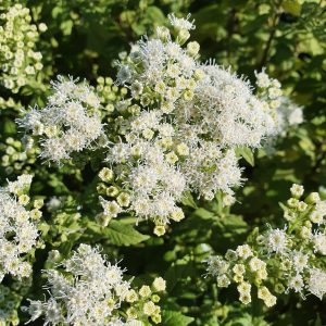 Eupatorium rugosum 'Lucky Melody'