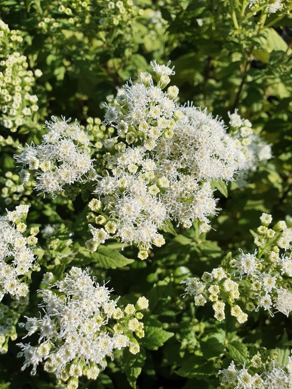 Eupatorium lucky melody1 Eupatorium rugosum 'Lucky Melody'