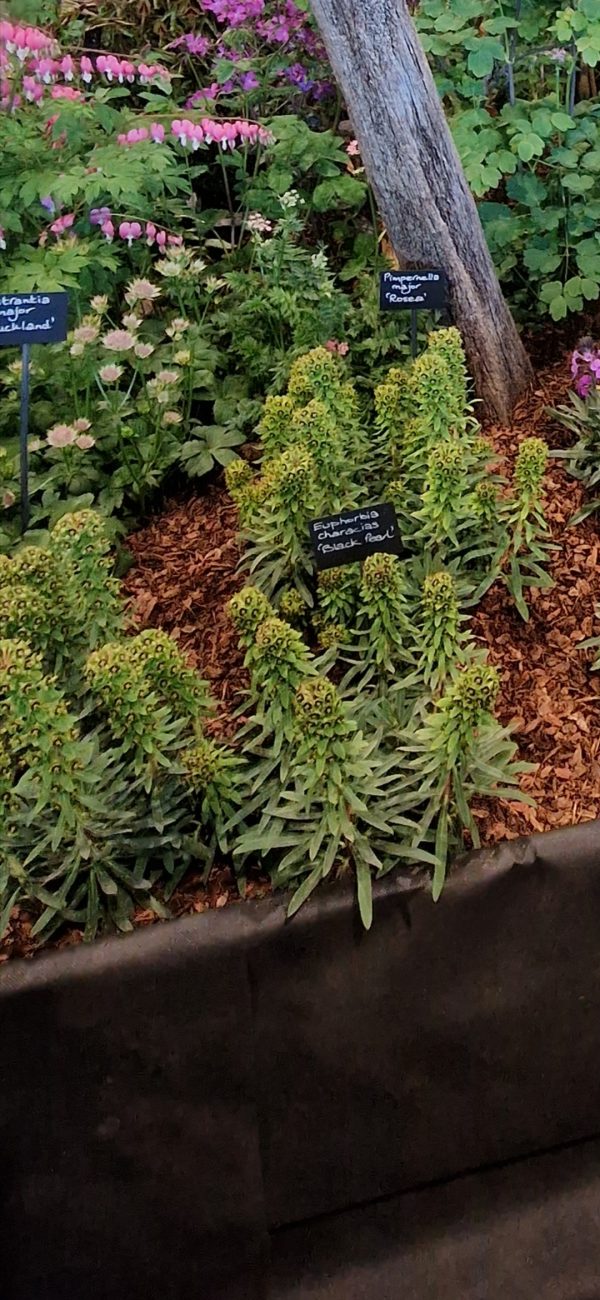 Euphorbia characias 'Black Pearl' Euphorbia characias 'Black Pearl'