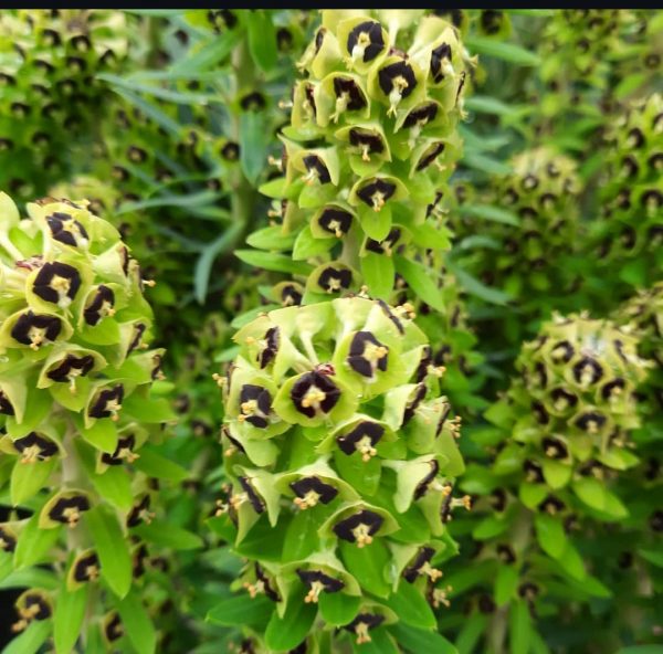 Euphorbia characias 'Black Pearl'2 Euphorbia characias 'Black Pearl'