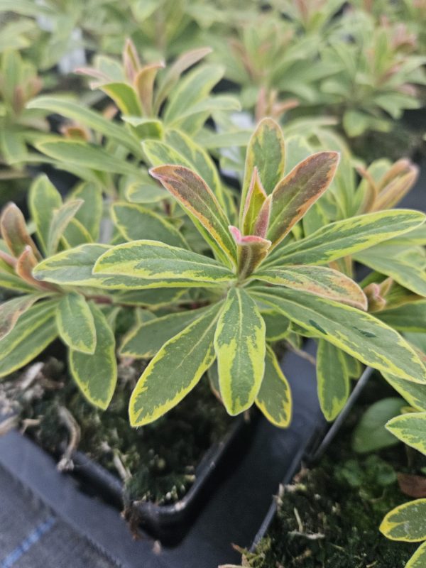 Euphorbia x martinii 'Ascot Rainbow' Euphorbia x martinii 'Ascot Rainbow'