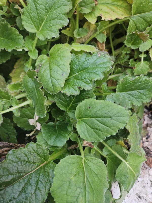 Francoa sonchifolia 'Pink Bouquet' Francoa sonchifolia 'Pink Bouquet'