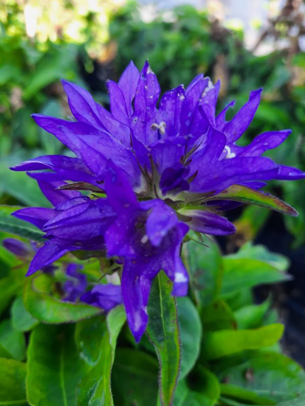 Campanula glomerata 'Freya'
