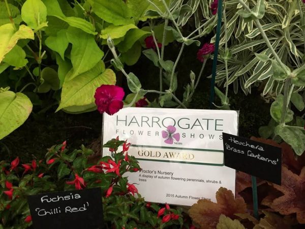 Fuchsia 'Chilli Red'