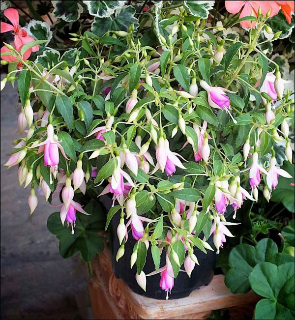 Fuchsia 'Fairy Lights'