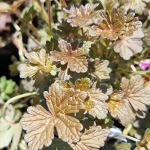 Geranium 'Orkney Cherry'