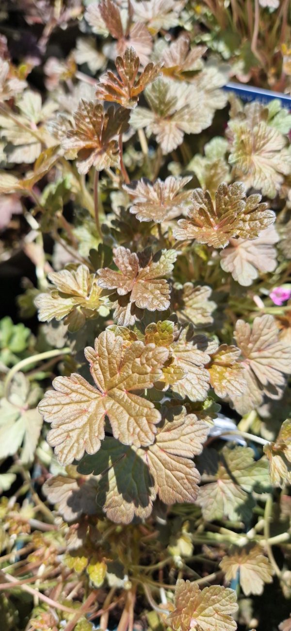 Geranium 'Orkney Cherry' Geranium 'Orkney Cherry'