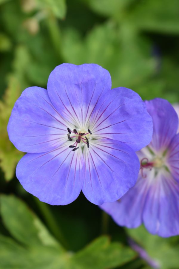 Geranium 'Rozanne' (PBR) Geranium 'Rozanne' (PBR)