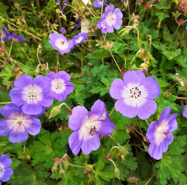 Geranium_Rozanne4_WEB