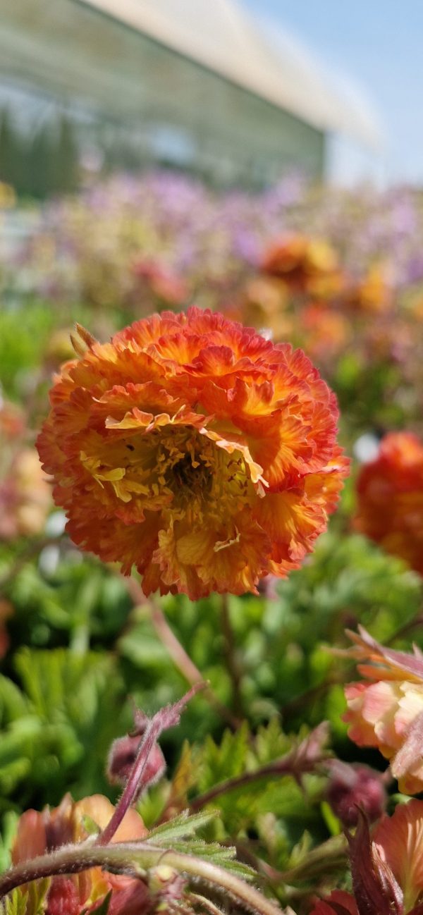 Geum 'Can Can' Geum 'Can Can'