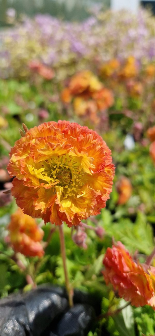 Geum 'Can Can'3 Geum 'Can Can'