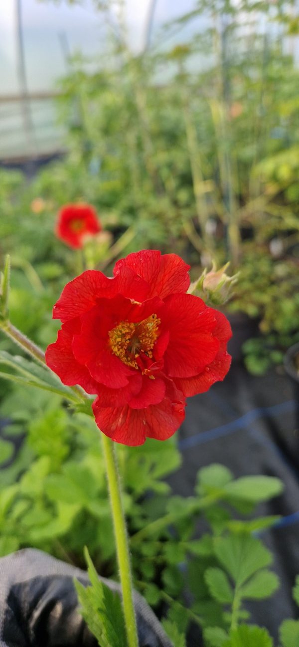 Geum 'Fiery Tempest'