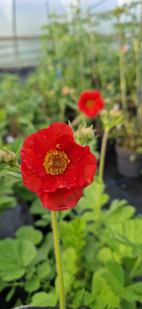 Geum 'Fiery Tempest'