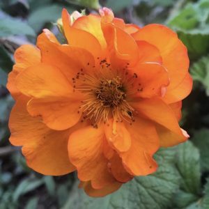 Geum 'Firestorm'